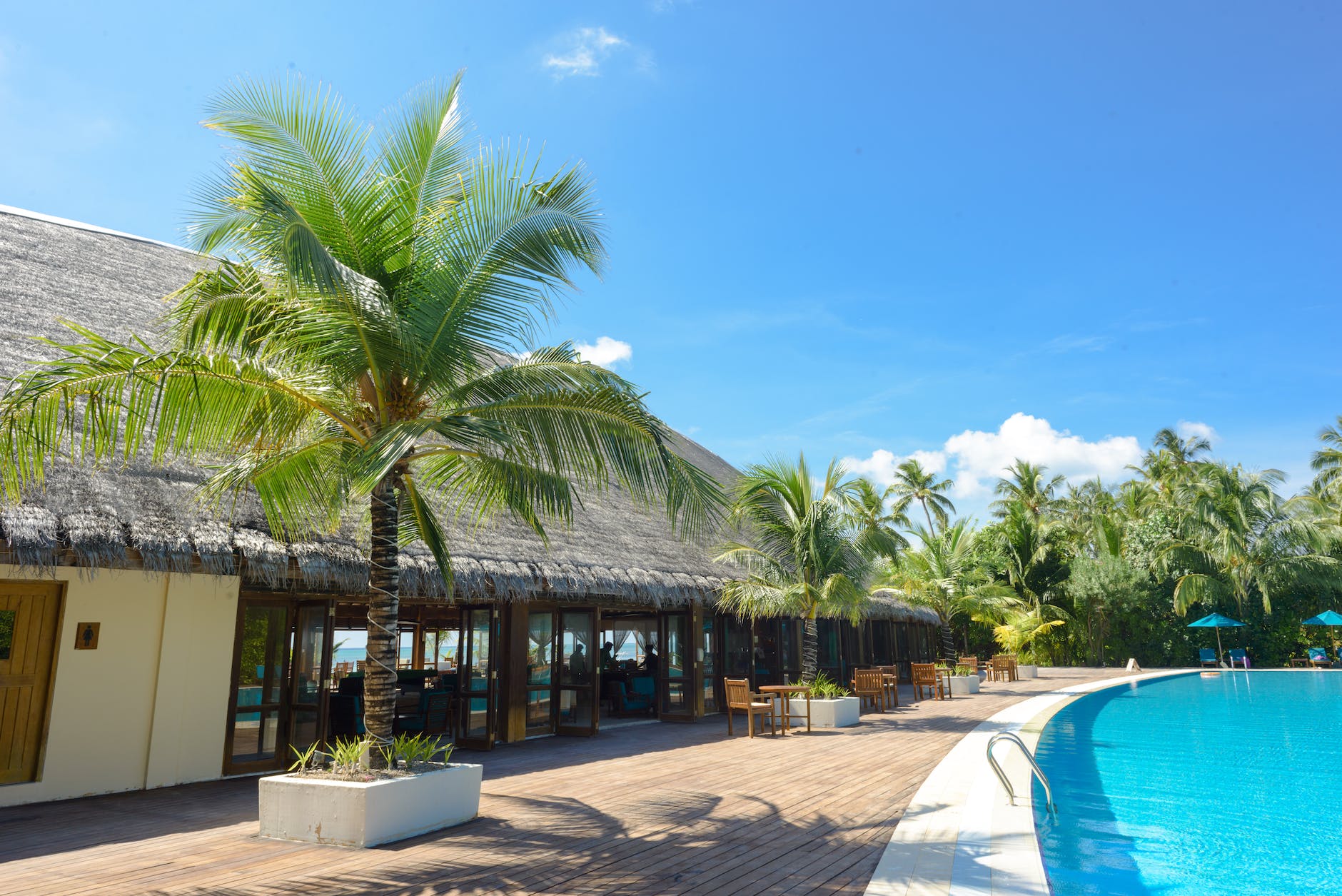 swimming pool surrounded by coconut palms