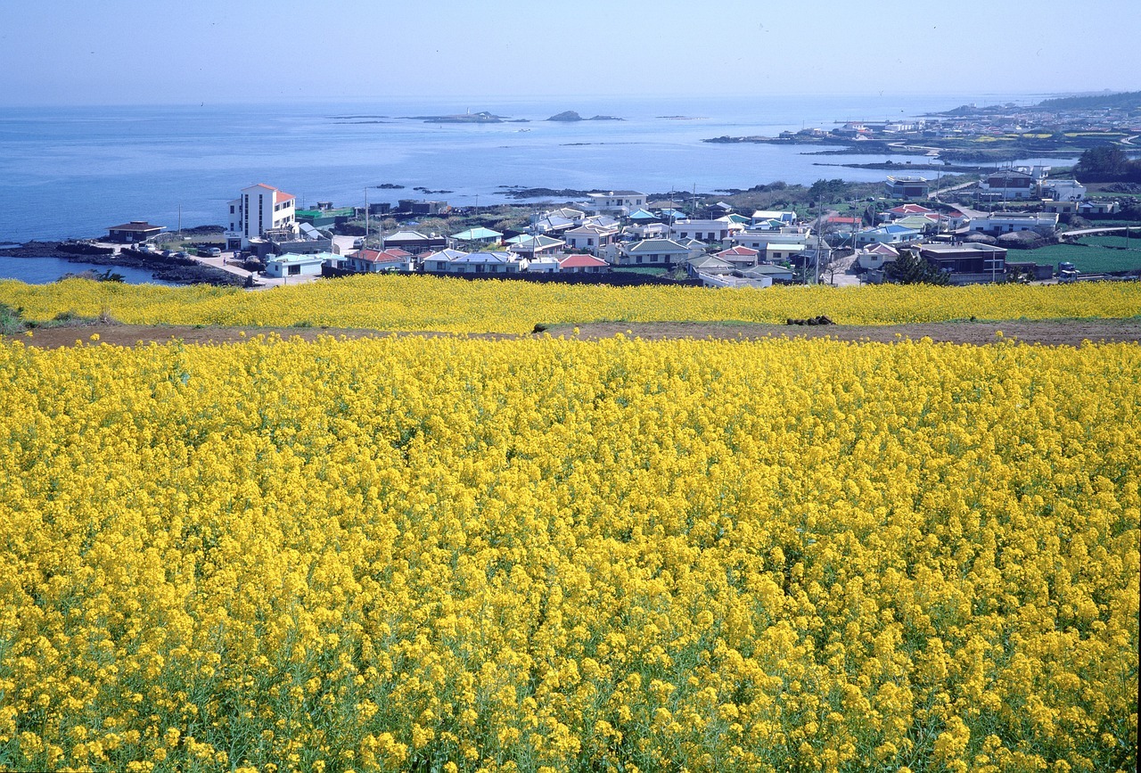 신혼여행 제주도